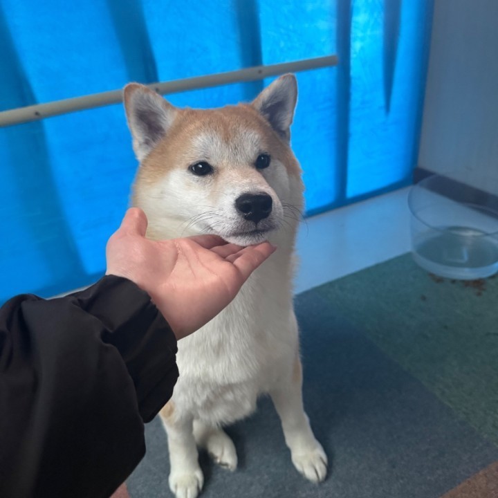 ひじり