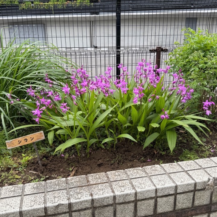 しらん