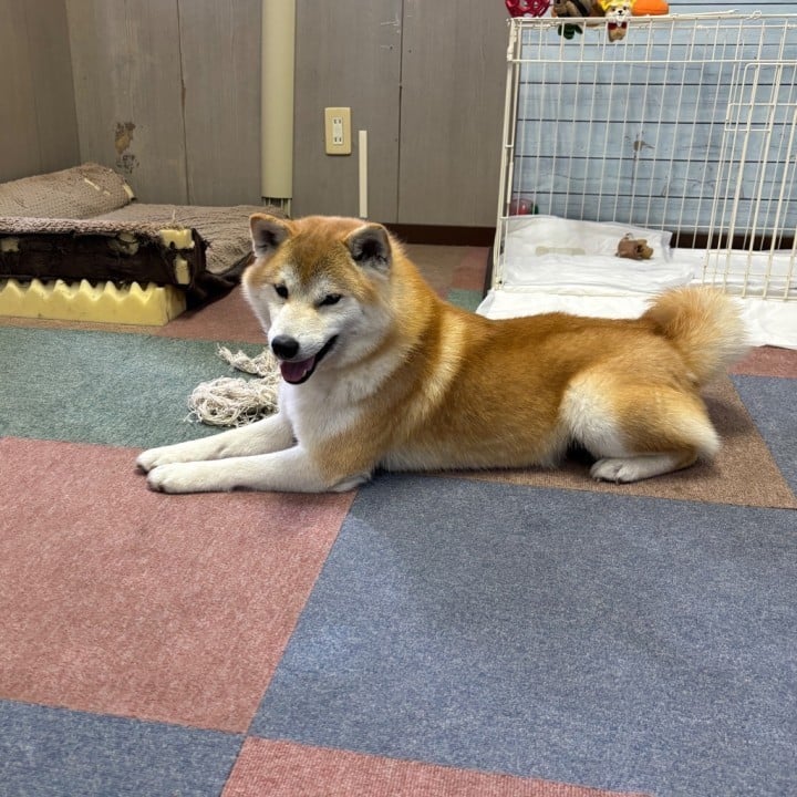 はんな