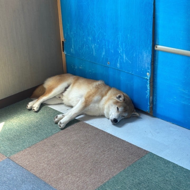 はんな