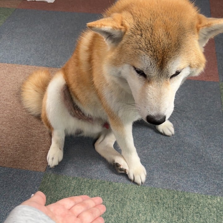 にあ