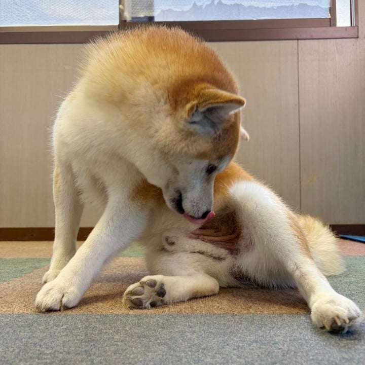 せい