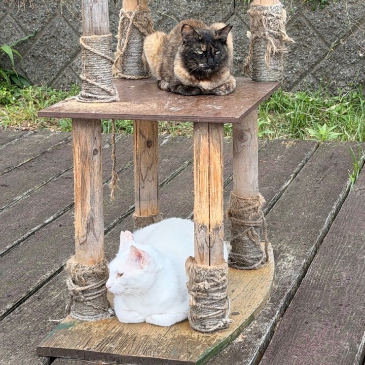 まなか