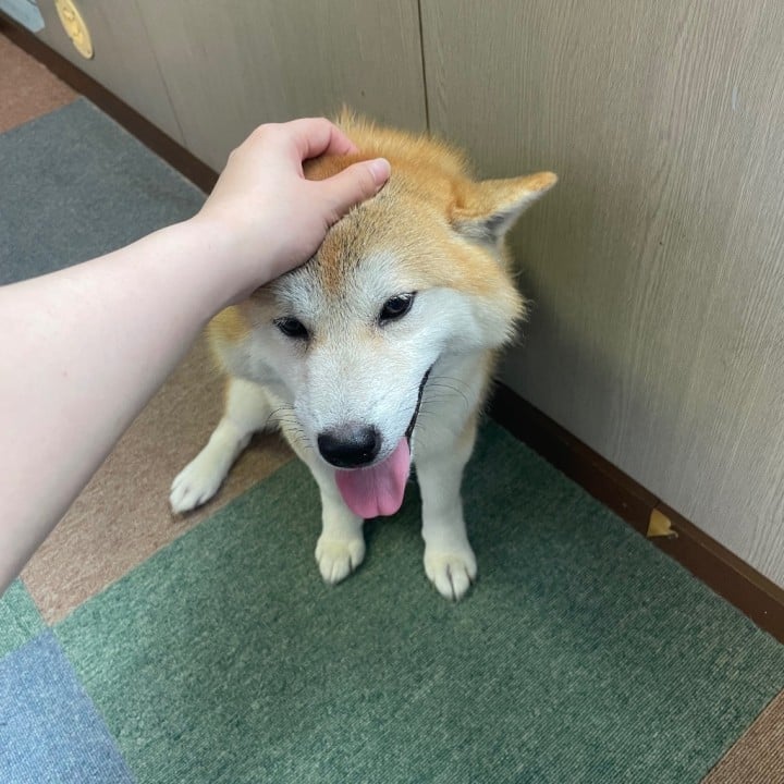 はち
