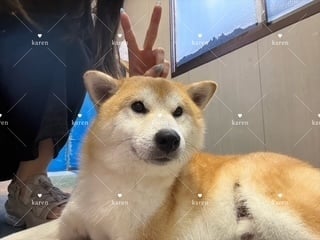 かれん
