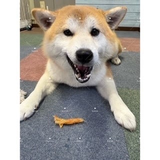 かれん