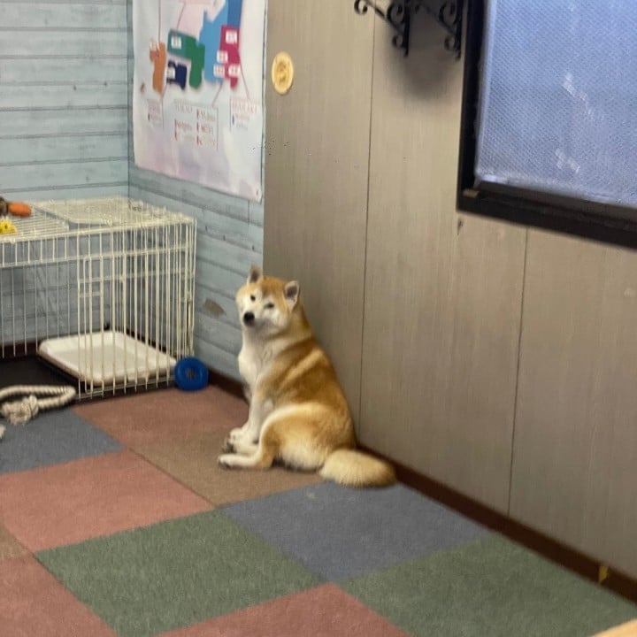 はち