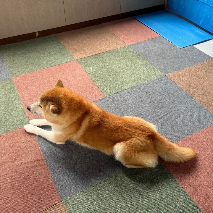 こばと