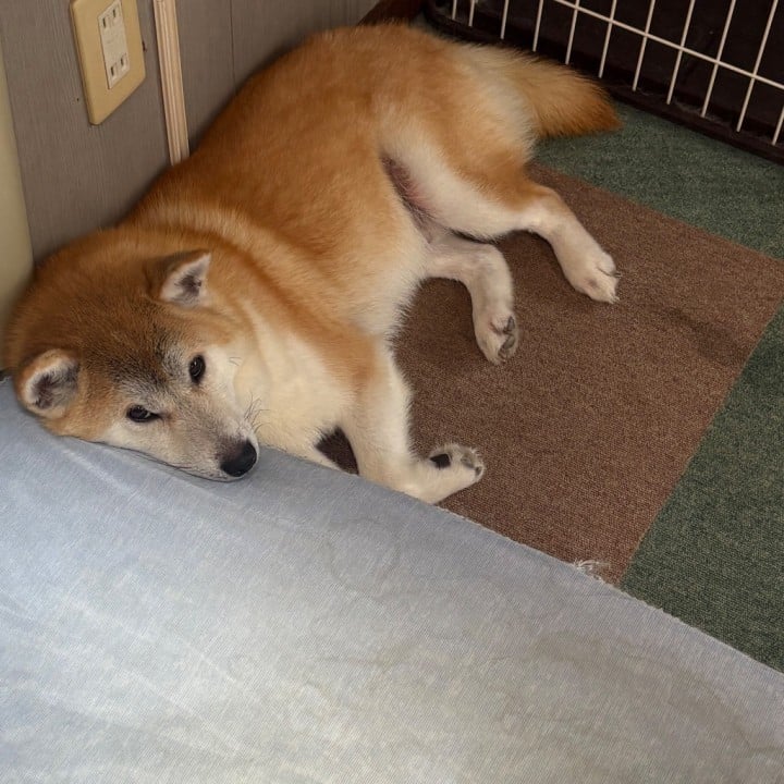 らむ