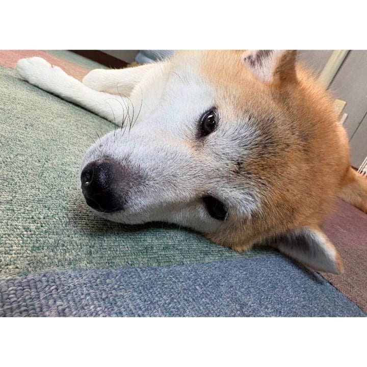 かれん