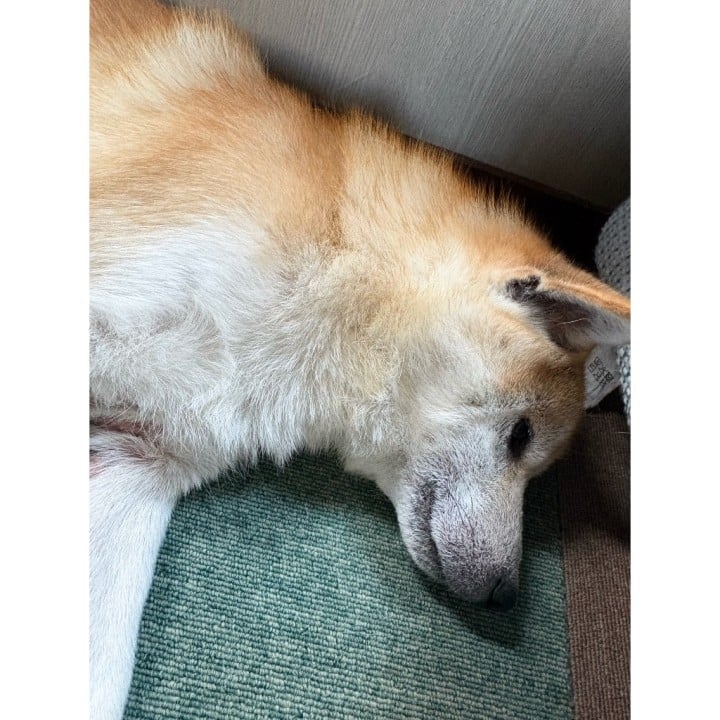 かれん