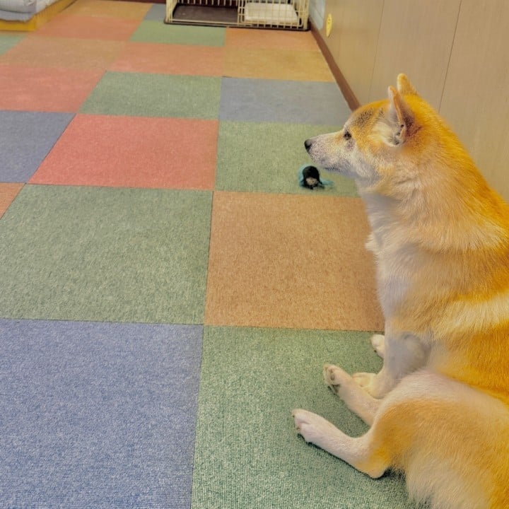 きりえ